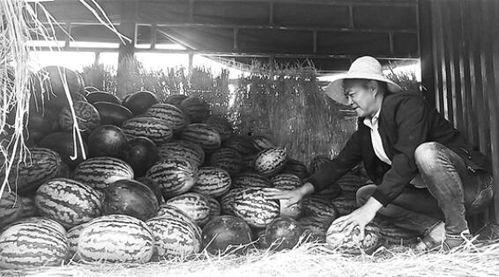 浙岱渔吃瓜群众,吃瓜群众的渔村生活