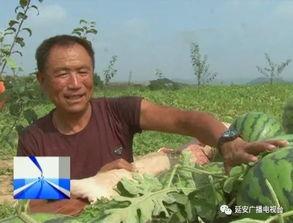 吃瓜最快的群众,揭秘吃瓜最快的群众