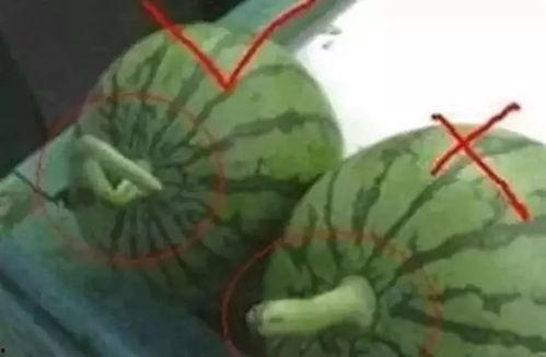 吃瓜群众的手办怎么做,吃瓜群众也能轻松上手的创意DIY教程