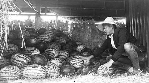 襄城吃瓜群众,揭秘当地生活百态