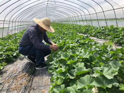 吃瓜群众老燕子,揭秘娱乐圈背后的故事