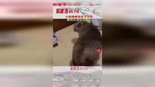 猫咪吃瓜群众别人吵架,猫咪视角下的人间争吵